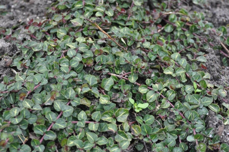 Pain-de-perdrix Mitchella repens 5-10 Pot 9x9 cm (P9) Mitchella repens