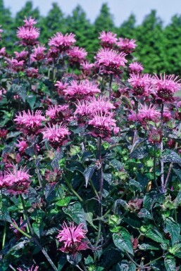 Monarde Monarda 'Beauty of Cobham' 5-10 Pot 9x9 cm (P9)