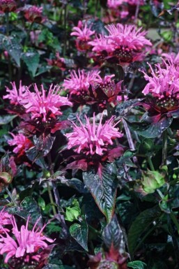 Monarde Monarda 'Beauty of Cobham' 5-10 Pot 9x9 cm (P9) Monarda 'Beauty of Cobham'