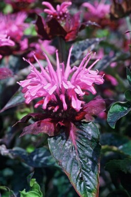 Monarde Monarda 'Beauty of Cobham' 5-10 Pot 9x9 cm (P9) Monarda 'Beauty of Cobham'