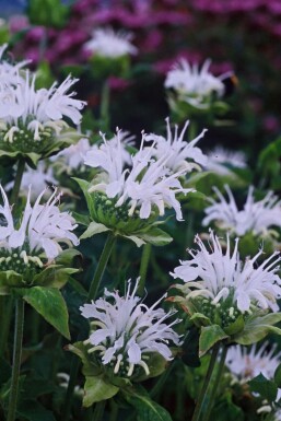 Monarde Monarda 'Schneewittchen' 5-10 Pot 9x9 cm (P9)