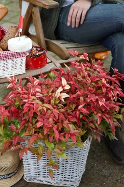 Nandina domestica 'Firepower' C10 40-50
