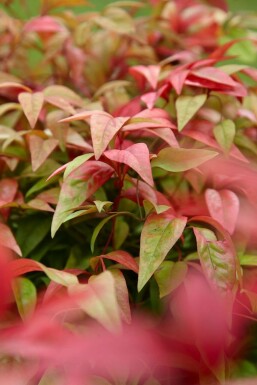 Nandine domestique Nandina domestica 'Firepower' Arbuste 20-30 Pot 2 l (C2)