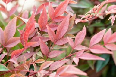 Nandina domestica 'Obsessed' C12 40-60