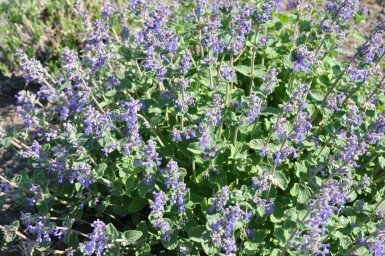 Népéta de Faassen Nepeta × faassenii 5-10 Pot 9x9 cm (P9) Nepeta × faassenii