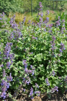 Népéta de Faassen Nepeta × faassenii 5-10 Pot 9x9 cm (P9) Nepeta × faassenii