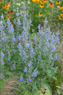 Népéta de Sibérie Nepeta sibirica 5-10 Pot 9x9 cm (P9) Nepeta sibirica