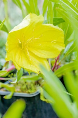 Oenothère gros fruits Oenothera macrocarpa 5-10 Pot 9x9 cm (P9) Oenothera macrocarpa