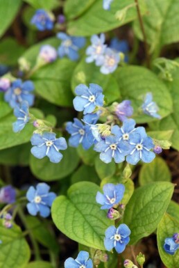 Omphalode printanier Omphalodes verna 5-10 Pot 9x9 cm (P9) Omphalodes verna