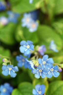 Omphalode printanier Omphalodes verna 5-10 Pot 9x9 cm (P9) Omphalodes verna