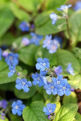 Omphalode printanier Omphalodes verna 5-10 Pot 9x9 cm (P9) Omphalodes verna