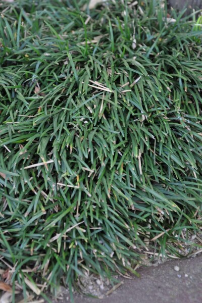 Muguet du Japon Ophiopogon japonicus 'Minor' 5-10 Pot 9x9 cm (P9) Ophiopogon japonicus 'Minor'