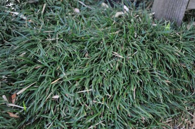 Muguet du Japon Ophiopogon japonicus 'Minor' 5-10 Pot 9x9 cm (P9) Ophiopogon japonicus 'Minor'