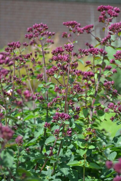 Origan Origanum 'Rosenkuppel' 5-10 Pot 9x9 cm (P9) Origanum 'Rosenkuppel'