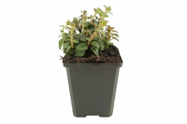 Origan Origanum 'Rosenkuppel' 5-10 Pot 9x9 cm (P9) Origanum 'Rosenkuppel'