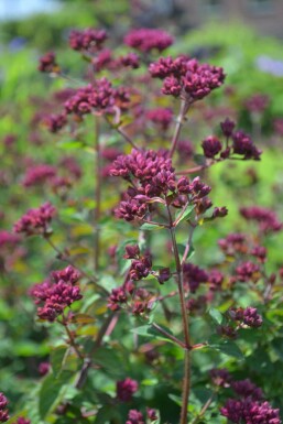 Origan Origanum 'Rosenkuppel' 5-10 Pot 9x9 cm (P9)