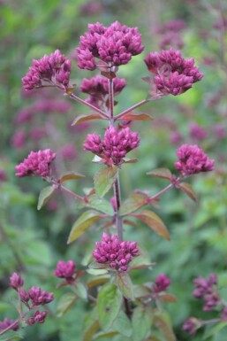 Origan Origanum 'Rosenkuppel' 5-10 Pot 9x9 cm (P9)