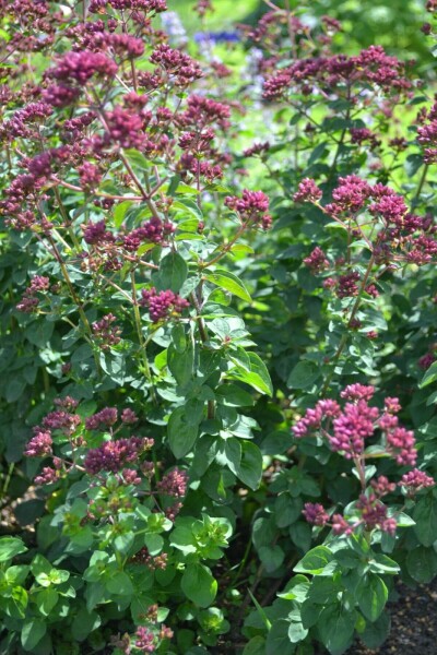Origan lisse Origanum laevigatum 'Herrenhausen' 5-10 Pot 9x9 cm (P9) Origanum laevigatum 'Herrenhausen'