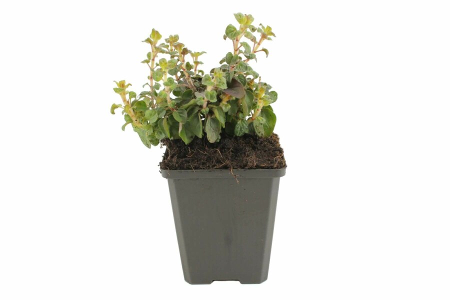 Origan lisse Origanum laevigatum 'Herrenhausen' 5-10 Pot 9x9 cm (P9) Origanum laevigatum 'Herrenhausen'