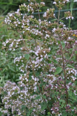 Origan commun Origanum vulgare 5-10 Pot 9x9 cm (P9)