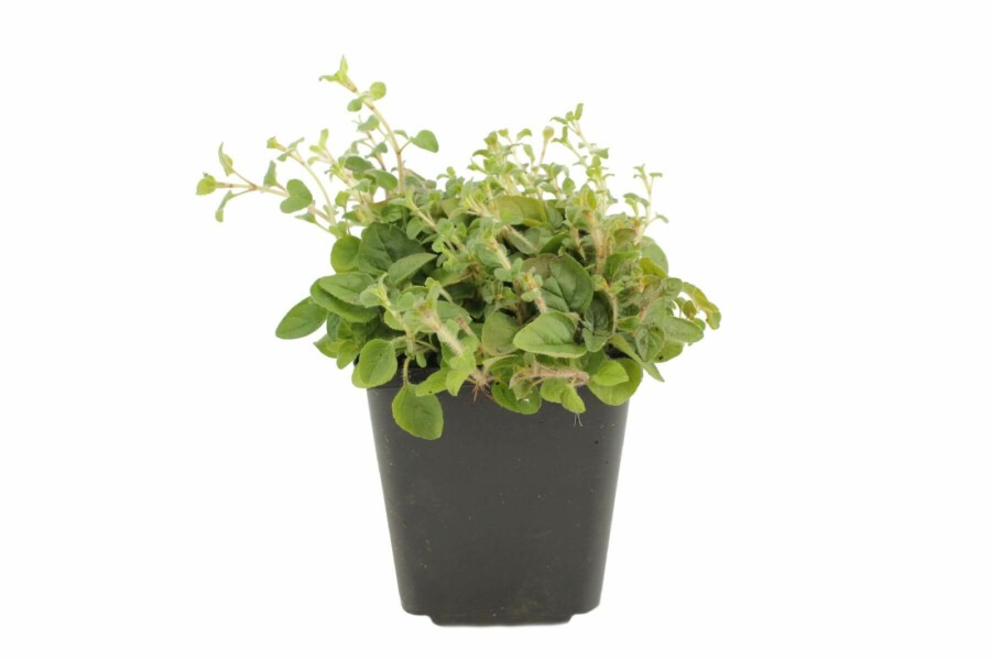 Origan commun Origanum vulgare 5-10 Pot 9x9 cm (P9) Origanum vulgare