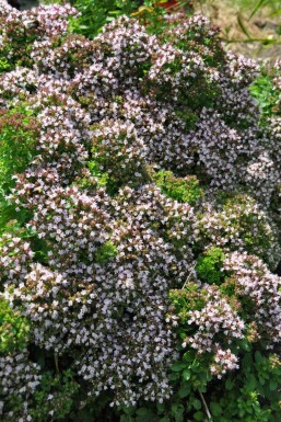 Origan commun Origanum vulgare 'Compactum' 5-10 Pot 9x9 cm (P9) Origanum vulgare 'Compactum'
