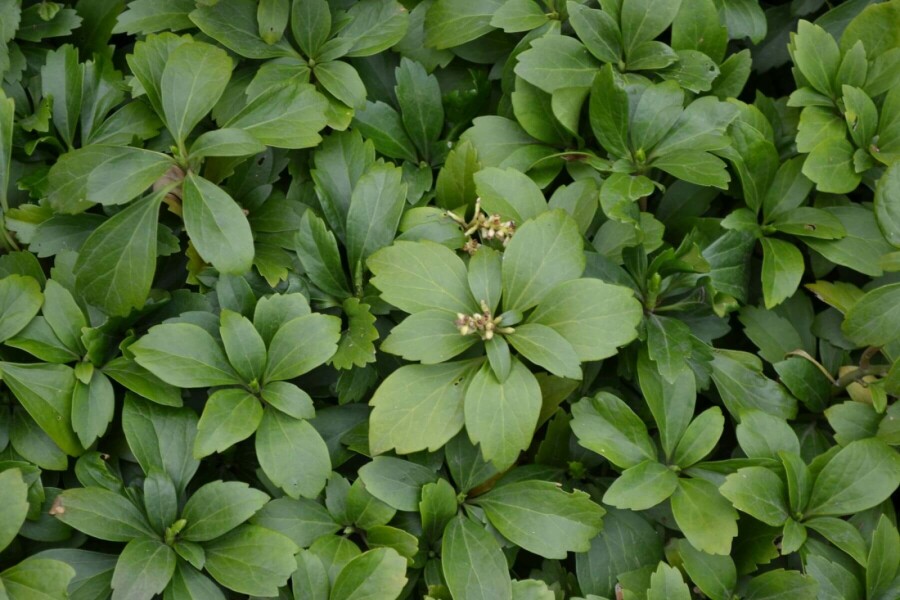 Pachysandra terminal Pachysandra terminalis 10-15 Pot 2 l (C2) Pachysandra terminalis