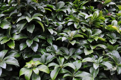 Pachysandra terminal Pachysandra terminalis 10-15 Pot 2 l (C2) Pachysandra terminalis