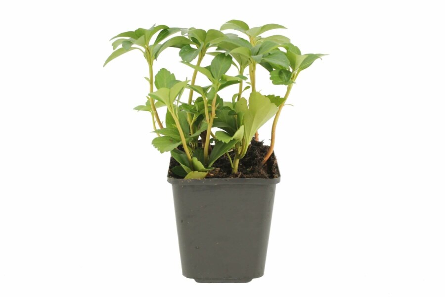 Pachysandra terminal Pachysandra terminalis 5-10 Pot 9x9 cm (P9) Pachysandra terminalis