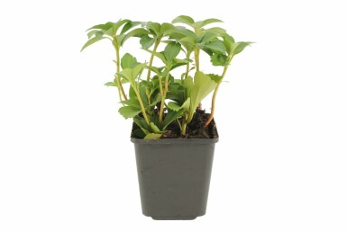 Pachysandra terminal Pachysandra terminalis 5-10 Pot 9x9 cm (P9) Pachysandra terminalis