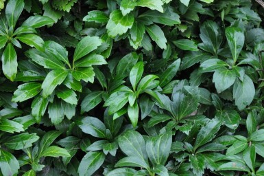 Pachysandra terminal Pachysandra terminalis 'Green Carpet' 5-10 Pot 9x9 cm (P9) Pachysandra terminalis 'Green Carpet'
