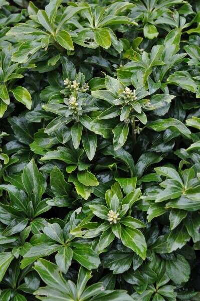 Pachysandra terminal Pachysandra terminalis 'Green Sheen' 5-10 Pot 9x9 cm (P9) Pachysandra terminalis 'Green Sheen'