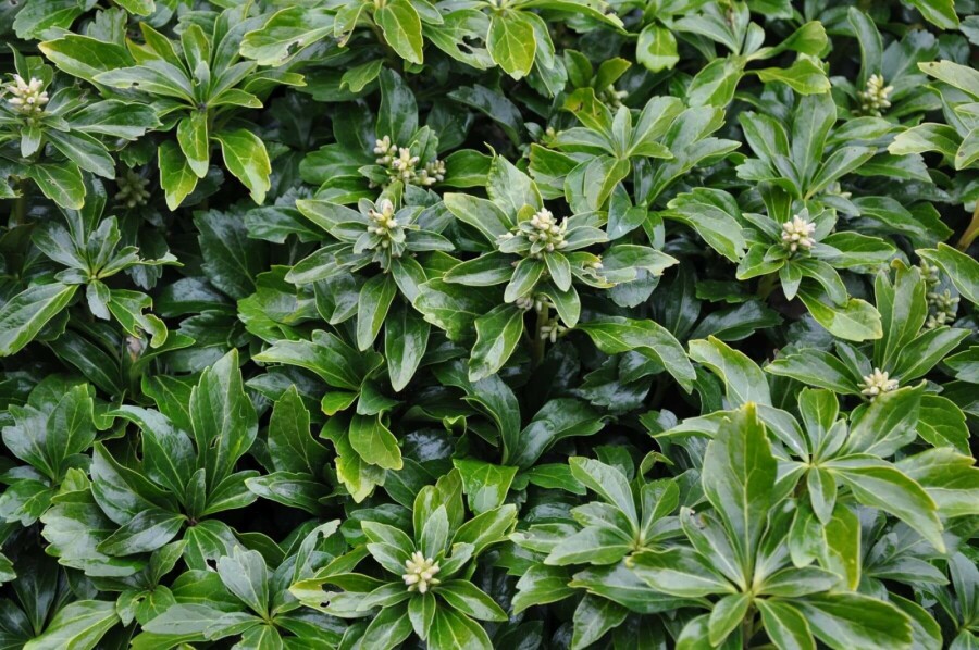 Pachysandra terminal Pachysandra terminalis 'Green Sheen' 5-10 Pot 9x9 cm (P9) Pachysandra terminalis 'Green Sheen'