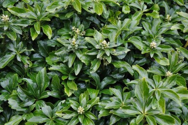 Pachysandra terminal Pachysandra terminalis 'Green Sheen' 5-10 Pot 9x9 cm (P9)