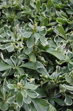 Pachysandra terminalis 'Variegata'