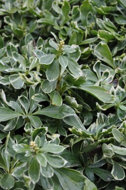 Pachysandra terminal Pachysandra terminalis 'Variegata' 5-10 Pot 9x9 cm (P9) Pachysandra terminalis 'Variegata'