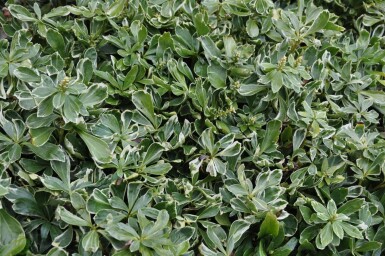 Pachysandra terminal Pachysandra terminalis 'Variegata' 5-10 Pot 9x9 cm (P9) Pachysandra terminalis 'Variegata'