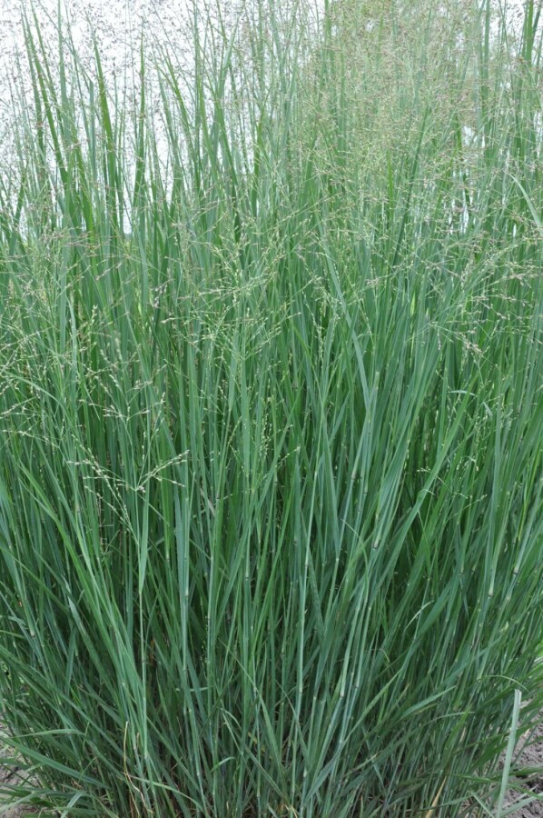 Panic en baguette Panicum virgatum 'Heavy Metal' 10-15 Pot 2 l (C2) Panicum virgatum 'Heavy Metal'