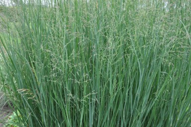 Panic en baguette Panicum virgatum 'Heavy Metal' 10-15 Pot 2 l (C2) Panicum virgatum 'Heavy Metal'