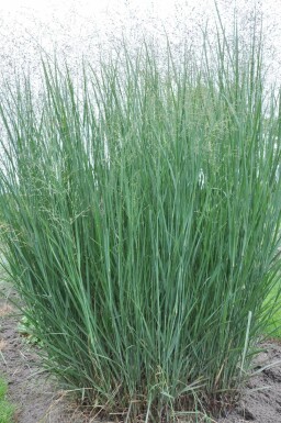 Panic en baguette Panicum virgatum 'Heavy Metal' 10-15 Pot 2 l (C2) Panicum virgatum 'Heavy Metal'