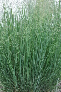 Panic en baguette Panicum virgatum 'Heavy Metal' 5-10 Pot 9x9 cm (P9)