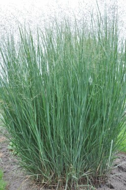 Panic en baguette Panicum virgatum 'Heavy Metal' 5-10 Pot 9x9 cm (P9)