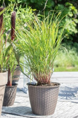 Panic en baguette Panicum virgatum 'Rehbraun' 5-10 Pot 9x9 cm (P9)