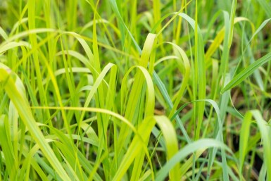 Panic en baguette Panicum virgatum 'Rehbraun' 5-10 Pot 9x9 cm (P9)