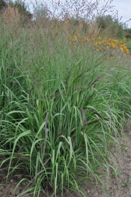 Panic en baguette Panicum virgatum 'Shenandoah' 5-10 Pot 9x9 cm (P9) Panicum virgatum 'Shenandoah'