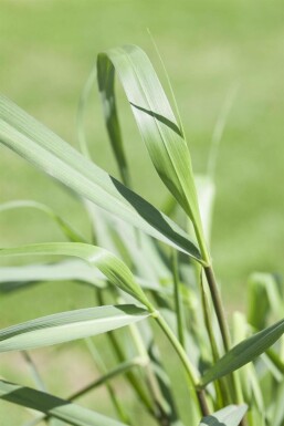 Panicum virgatum 'Squaw'