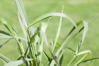 Panic en baguette Panicum virgatum 'Squaw' 5-10 Pot 9x9 cm (P9)