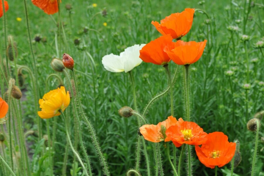 Pavot nudicaule Papaver nudicaule 'Gartenzwerg' 5-10 Pot 9x9 cm (P9) Papaver nudicaule 'Gartenzwerg'