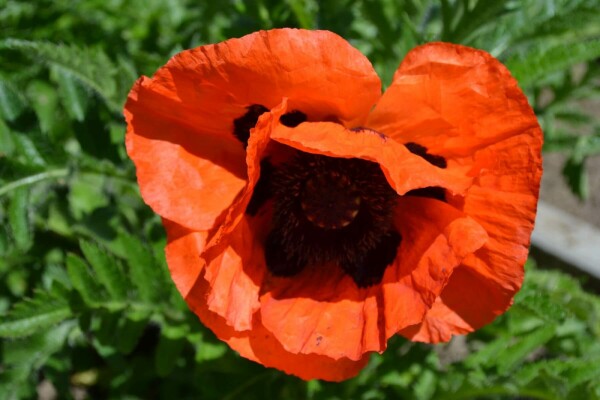 Pavot d'Orient Papaver orientale 'Allegro' 5-10 Pot 9x9 cm (P9) Papaver orientale 'Allegro'