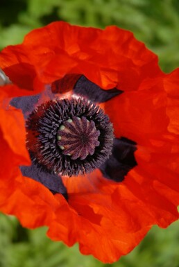 Pavot d'Orient Papaver orientale 'Brilliant' 5-10 Pot 9x9 cm (P9) Papaver orientale 'Brilliant'